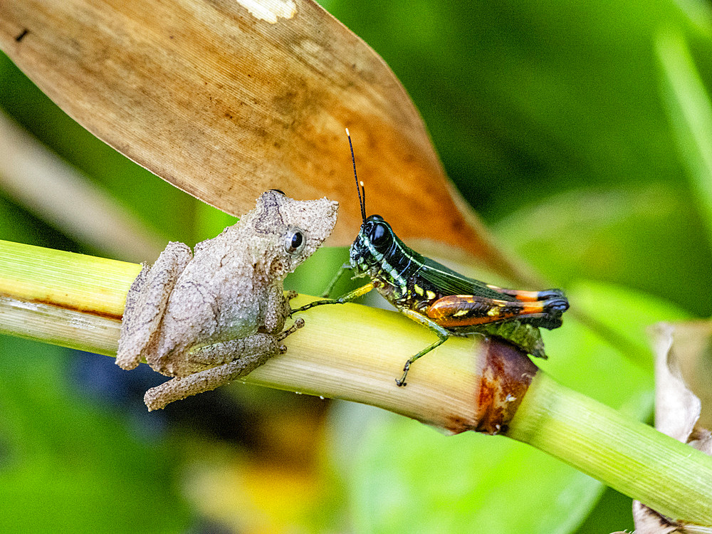 An adult Eirunepe snouted tree frog, Scinax garbei, on a leaf within the Pacaya Samiria Preserve, Peru.