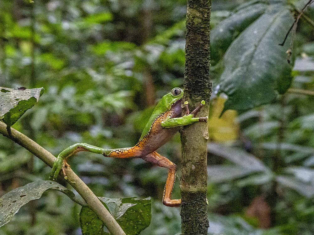An adult giant monkey frog, Phyllomedusa bicolori, on a leaf within the Pacaya Samiria Preserve, Peru.