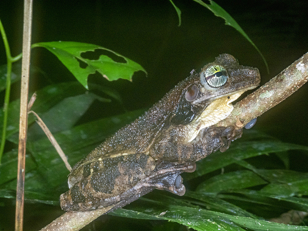 An adult Manaus spiny-backed frog, Osteocephalus taurinus, on a leaf within the Pacaya Samiria Preserve, Peru.
