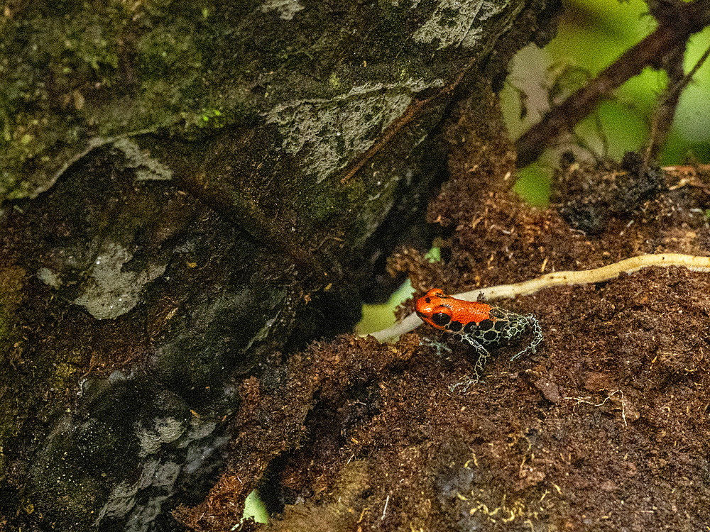 An adult red-backed poison frog, Ranitomeya reticulata, within the Pacaya Samiria Preserve, Peru.