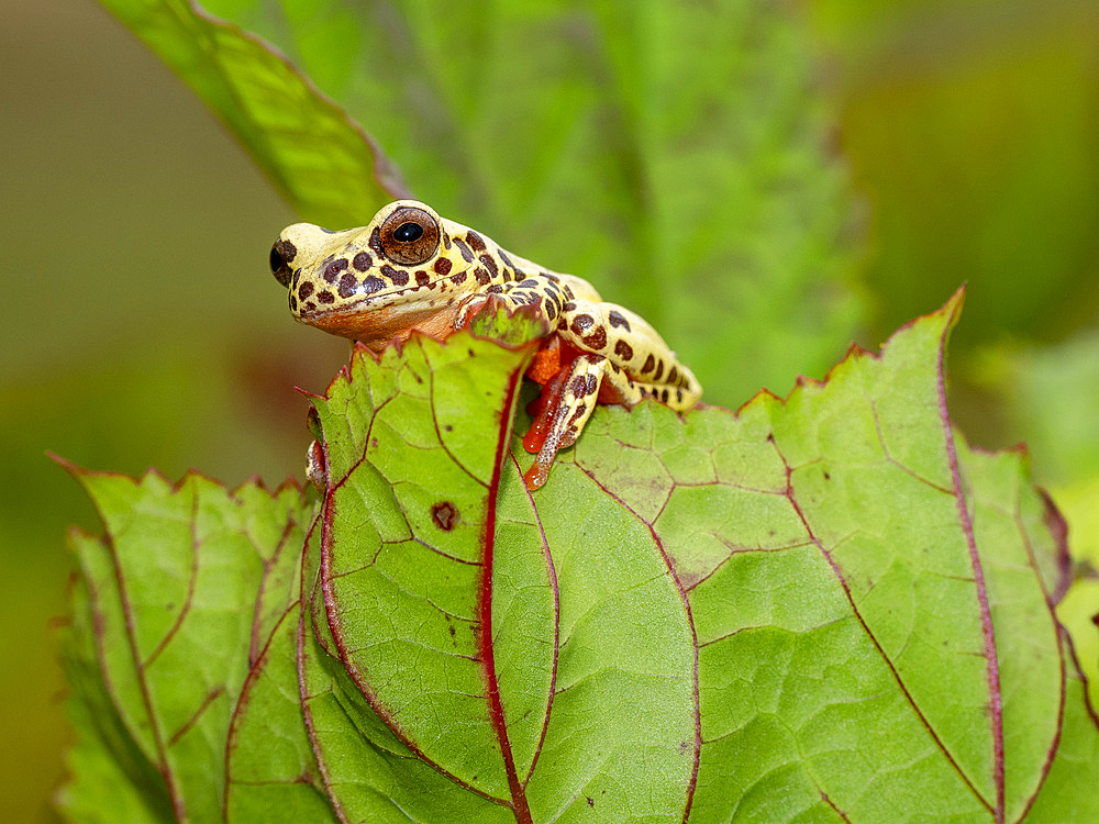 An adult reticulated tree frog, Dendropsophus reticulatus, on a leaf within the Pacaya Samiria Preserve, Peru.