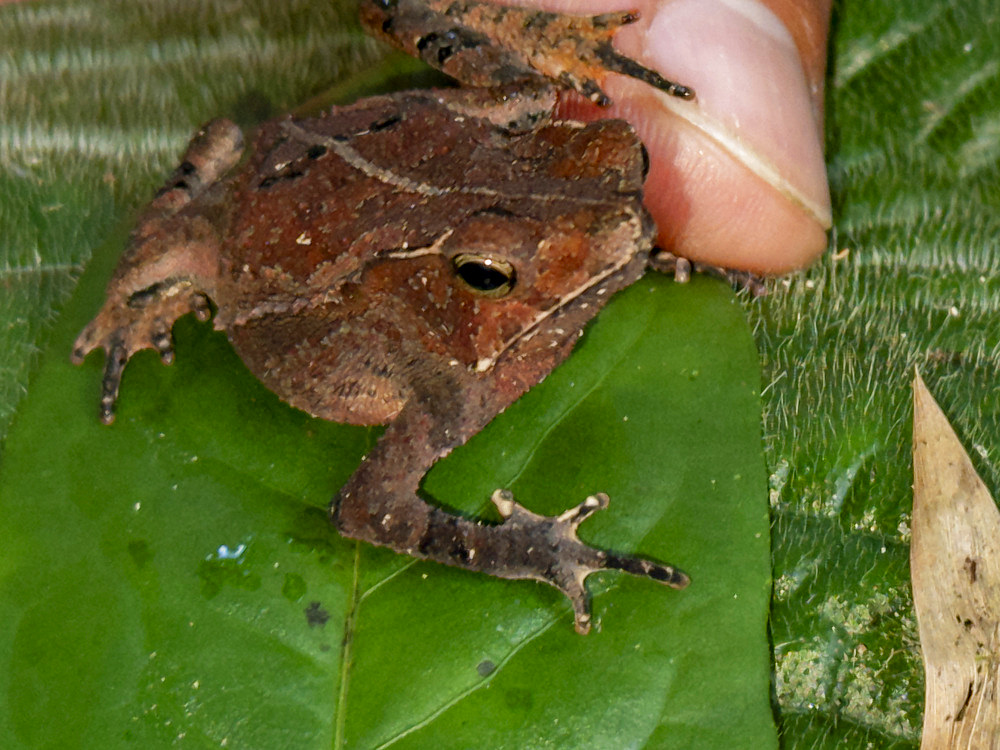 An adult sharp-nosed toad, Rhinella dapsilis, captured within the Pacaya Samiria Preserve, Peru.