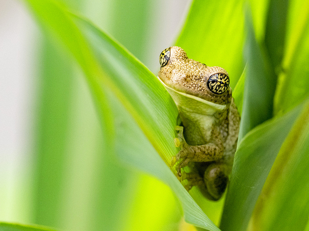 An adult veined tree frog, Trachycephalus typhonius, on a leaf within the Pacaya Samiria Preserve, Peru.