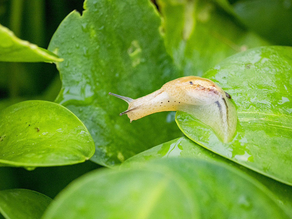 An adult amber snail, Genus Omalonyx, on a leaf during the day within the Pacaya Samiria Preserve, Peru.