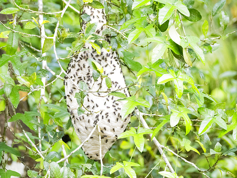 Adult ferocious polybia wasp, Polybia rejecta, on a nest during the day within the Pacaya Samiria Preserve, Peru.
