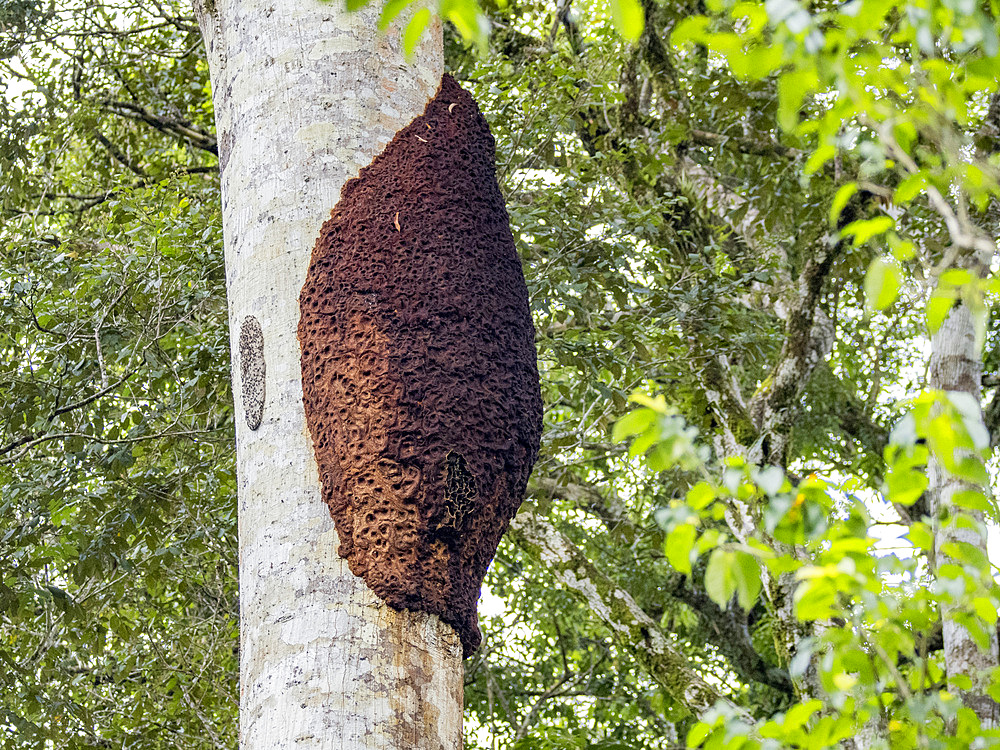 A cecropia ant nest, Genus Azteca, on a tree during the day within the Pacaya Samiria Preserve, Peru.