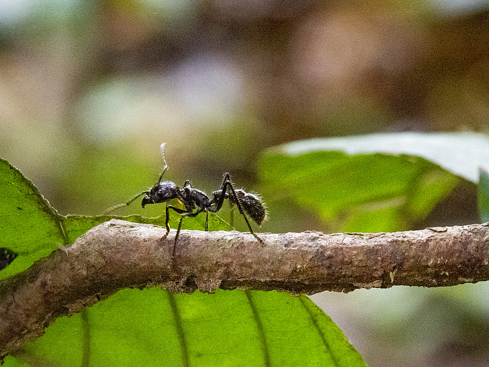 Adult bullet ant, Paraponera clavata, on a tree during the day within the Pacaya Samiria Preserve, Peru.