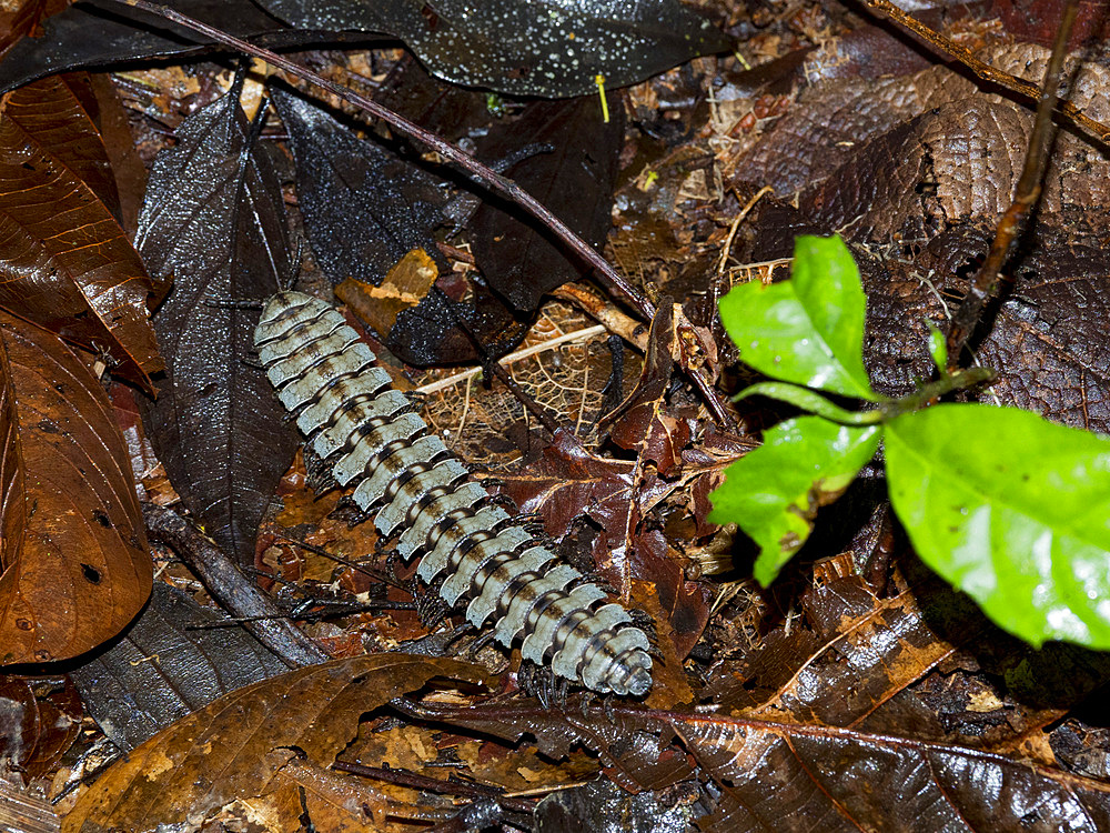 Adult armored millipede, Genus Barydesmus, crawling in the undergrowth within the Pacaya Samiria Preserve, Peru.