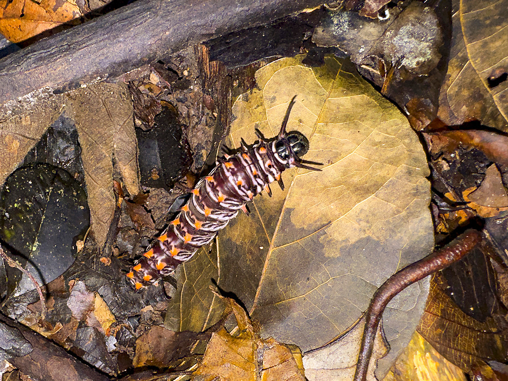 Giant silk moth, Arsenura armida, caterpillar crawling in the undergrowth within the Pacaya Samiria Preserve, Peru.