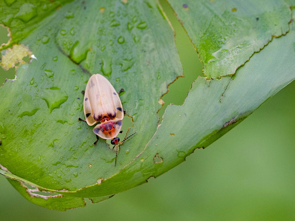 Adult beetle, Aspisoma sticticum, crawling on a leaf in the undergrowth within the Pacaya Samiria Preserve, Peru.