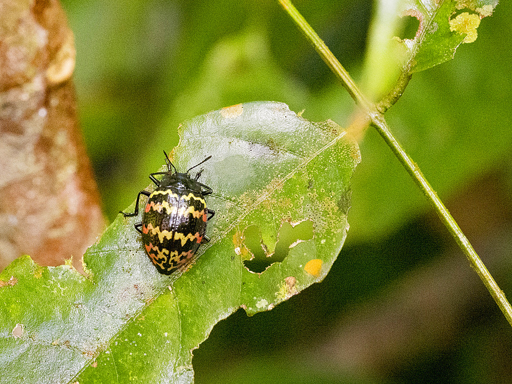 Beetle, Genus Prepopharus, on a leaf in the undergrowth within the Pacaya Samiria Preserve, Peru.
