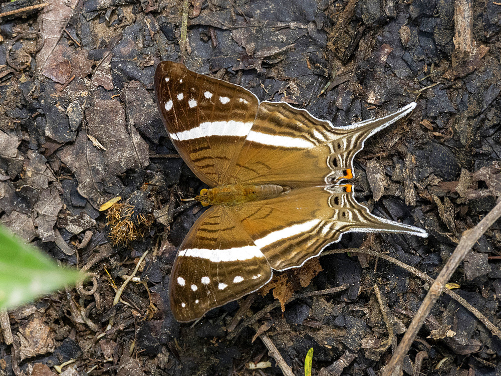 Amazon butterfly, Mazia amazonica, on a leaf in the undergrowth within the Pacaya Samiria Preserve, Peru.