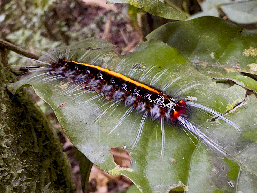 Caterpillars from the Genus Zanola, on a tree in the undergrowth within the Pacaya Samiria Preserve, Peru.