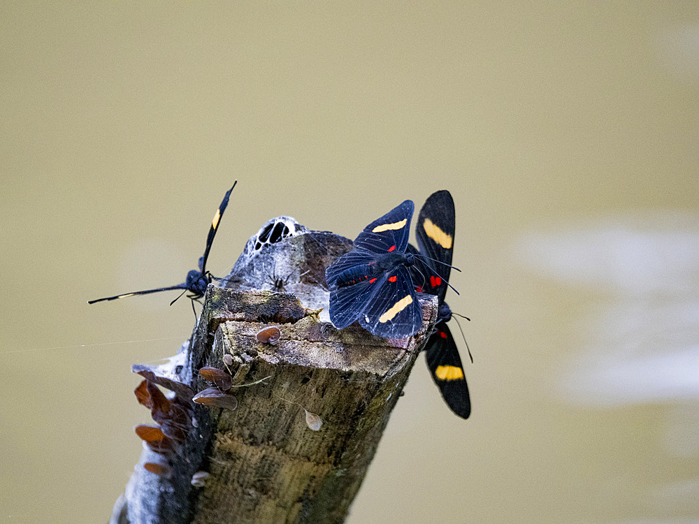 Orange-barred pixie, Melanis electron, on a log in the undergrowth within the Pacaya Samiria Preserve, Peru.