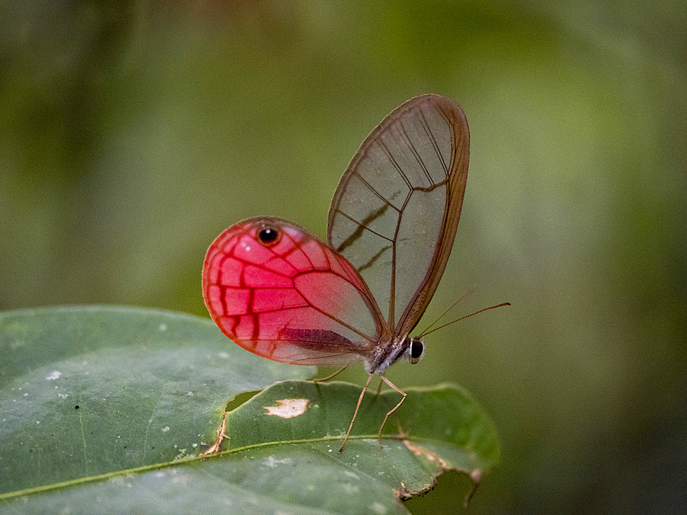 Rusted clearwing-satyr, Cithaerias pireta, on a leaf in the undergrowth within the Pacaya Samiria Preserve, Peru.
