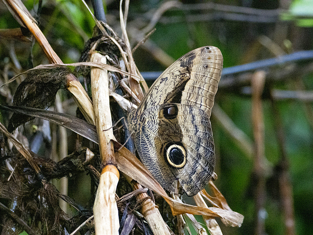 Teucer owl butterfly, Caligo teucer, on undergrowth in the undergrowth within the Pacaya Samiria Preserve, Peru.