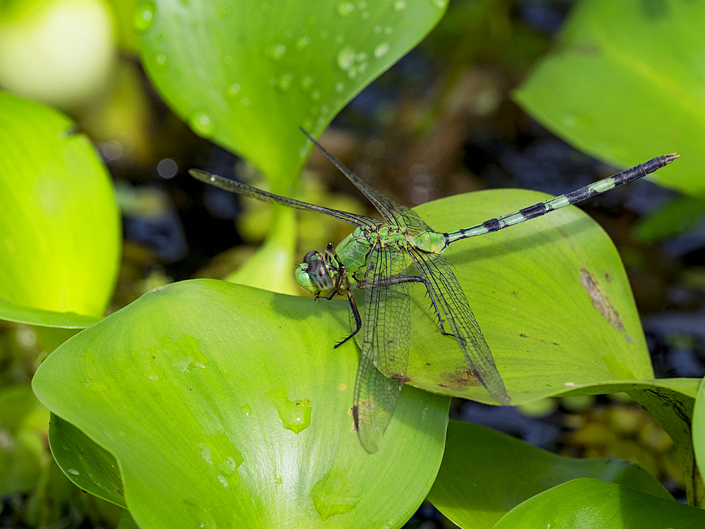 Great pondhawk, Erythemis vesiculosa, on a leaf in the undergrowth within the Pacaya Samiria Preserve, Peru.