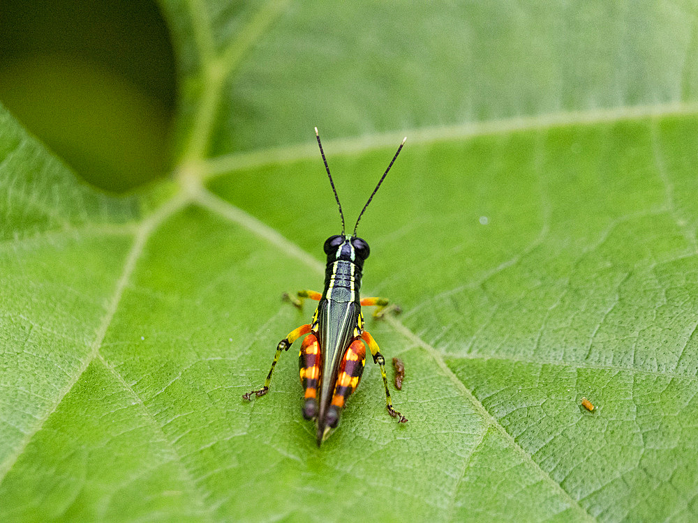 Suriname grasshopper, Tetrataenia surinama, on a leaf in the undergrowth within the Pacaya Samiria Preserve, Peru.