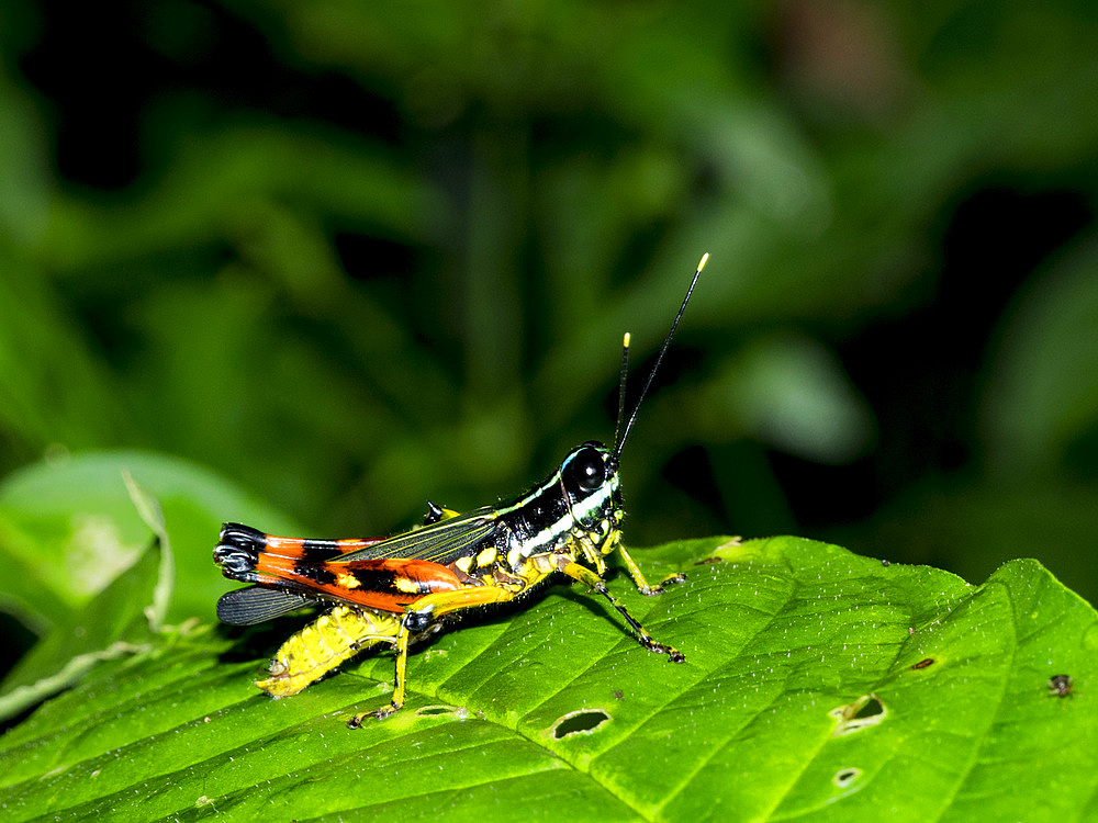 Suriname grasshopper, Tetrataenia surinama, on a leaf in the undergrowth within the Pacaya Samiria Preserve, Peru.