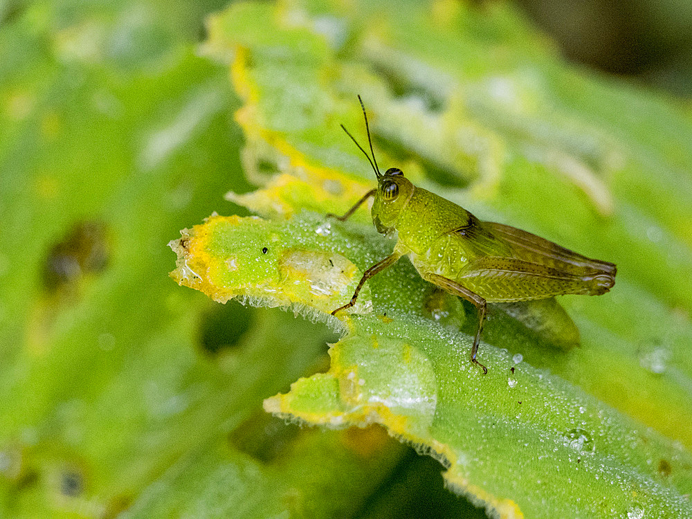 Adult grasshopper, Paulinia acuminata, on a leaf in the undergrowth within the Pacaya Samiria Preserve, Peru.