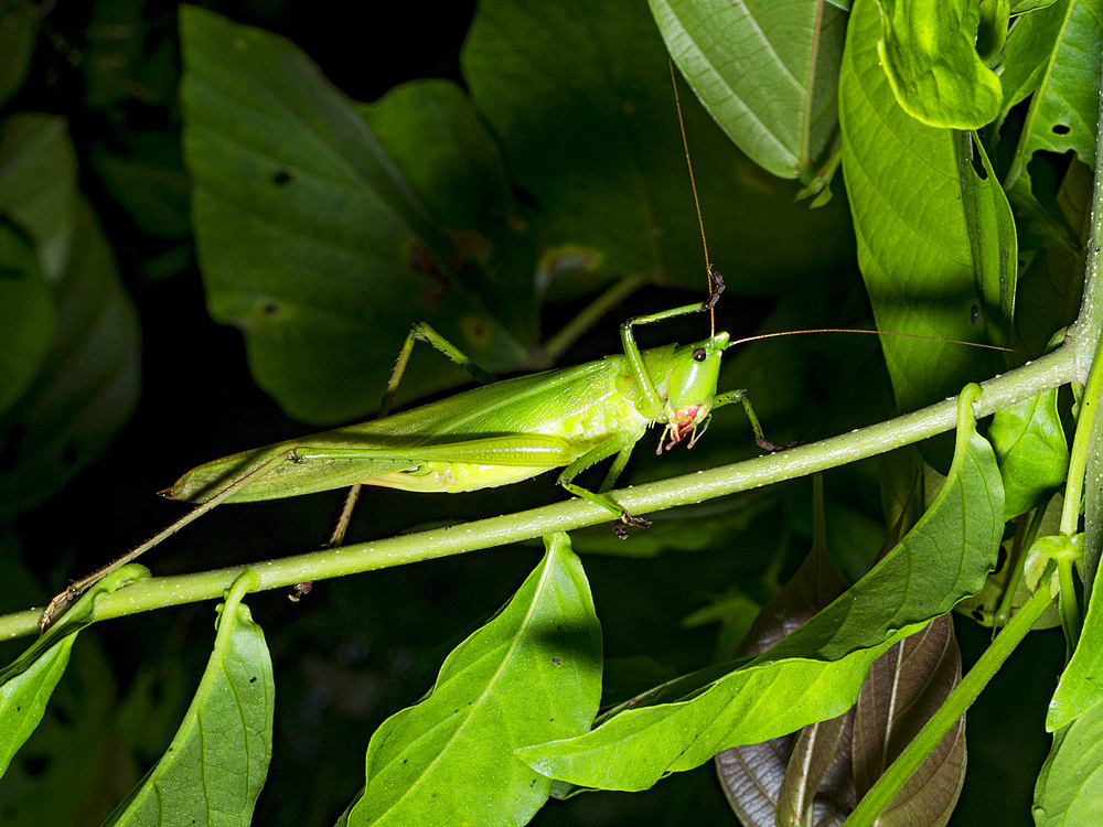 Adult grasshopper, Copiphora gracilis, on a leaf in the undergrowth within the Pacaya Samiria Preserve, Peru.