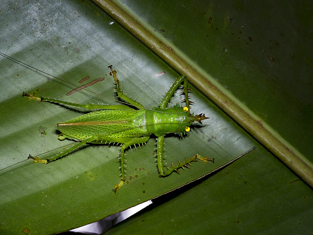 Adult spiny devil katydid, Panacanthus cuspidatus, on a leaf within the Pacaya Samiria Preserve, Peru.