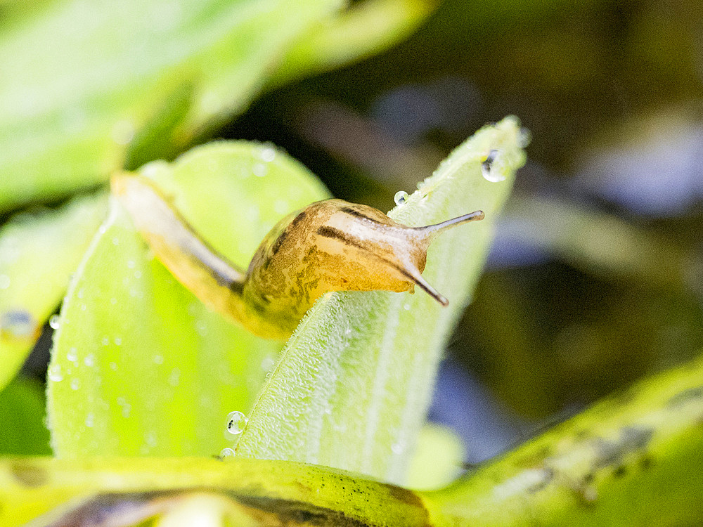 Adult slug, Genus Stylommatophora, on a leaf within the Pacaya Samiria Preserve, Peru.