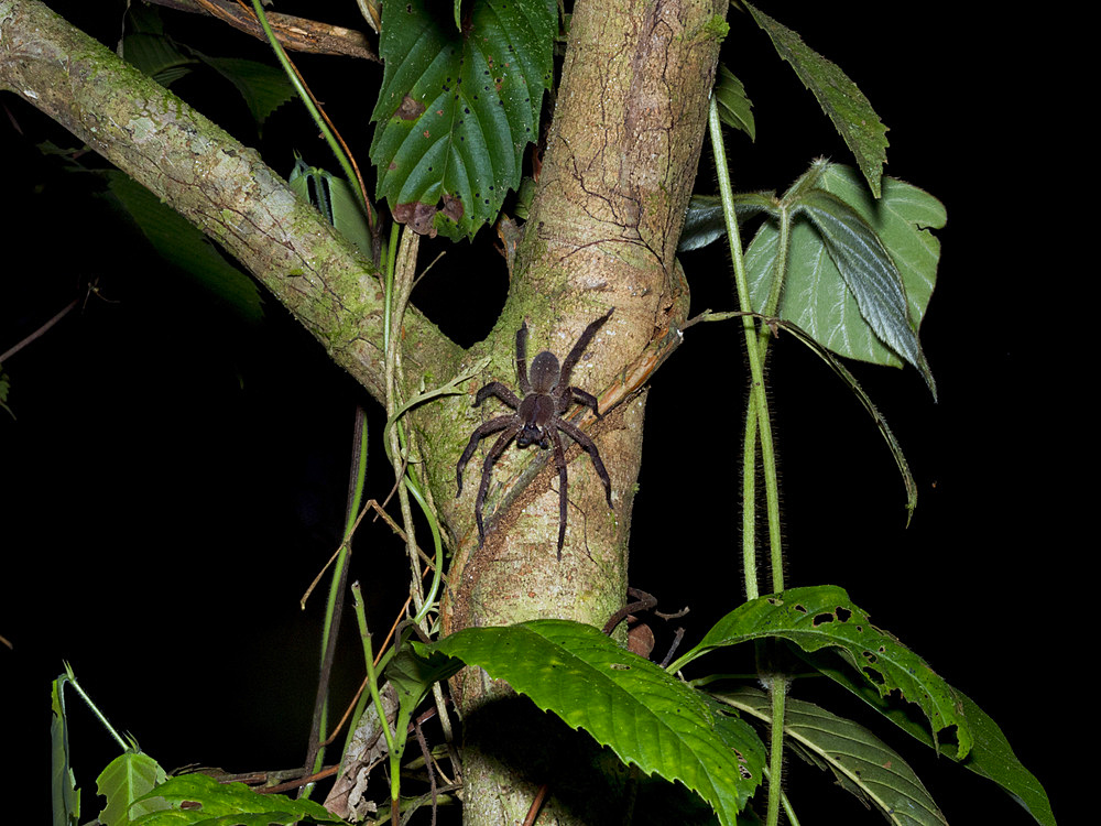Adult Brazillian wandering spider, Phoneutris boliviensis, on a tree within the Pacaya Samiria Preserve, Peru.