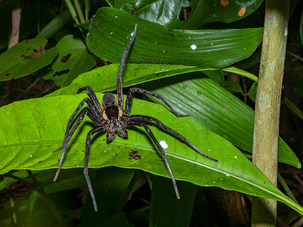 Adult spider, Ancylometes rufus, on a leaf within the Pacaya Samiria Preserve, Peru.