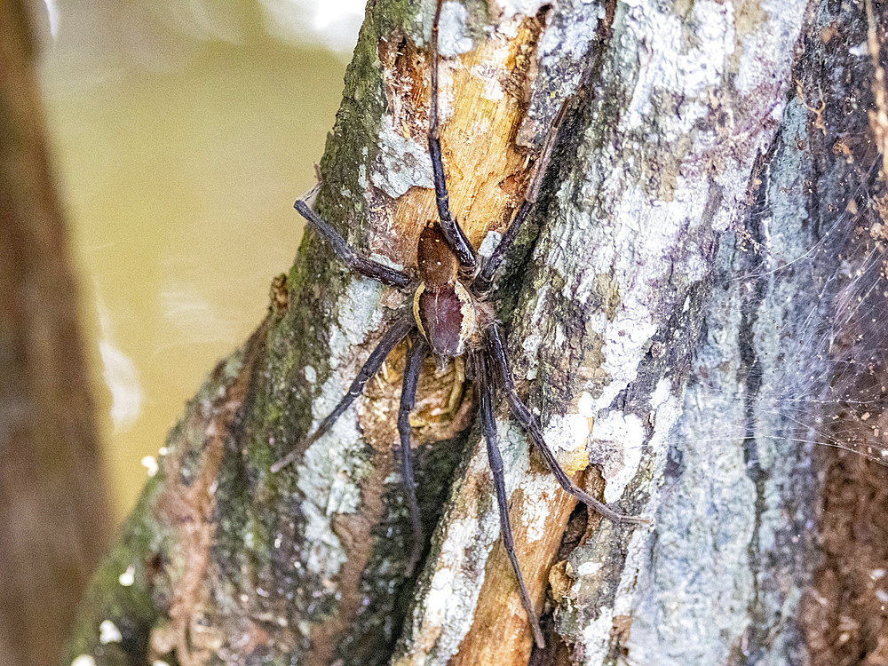 Adult spider, Ancylometes rufus, on a tree within the Pacaya Samiria Preserve, Peru.