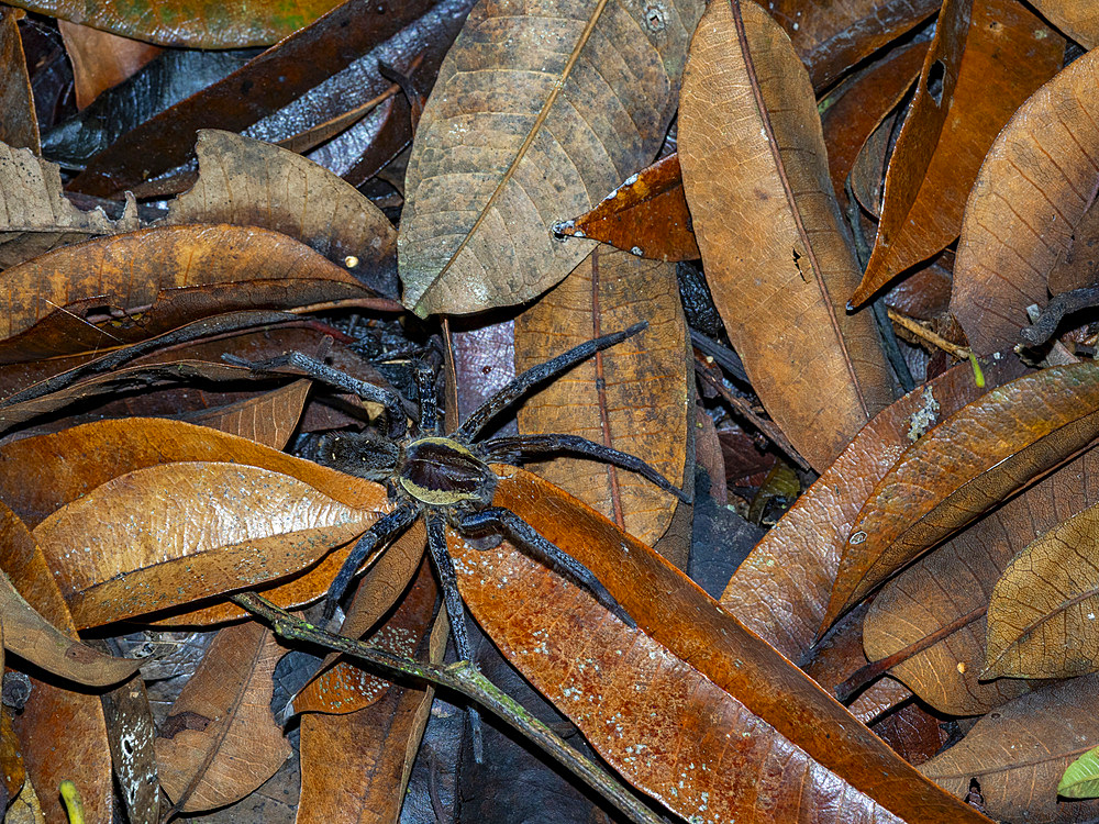 Adult spider, Ancylometes rufus, on a leaf within the Pacaya Samiria Preserve, Peru.