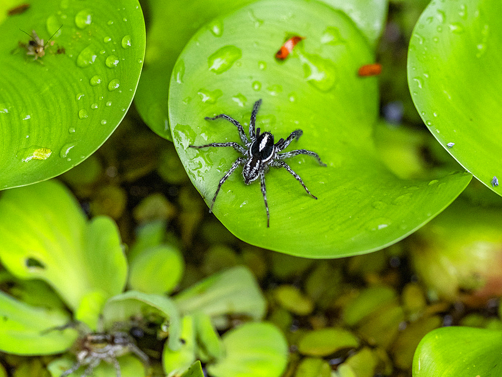 Adult jumping spider, Leptofreya ambigua, on a leaf within the Pacaya Samiria Preserve, Peru.