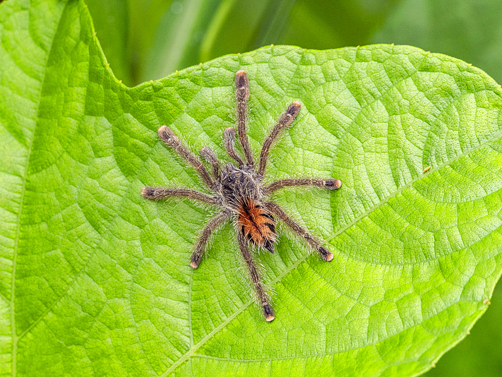A juvenile Peruvian pinktoe tarantula, Avicularia juruensis, on a leaf within the Pacaya Samiria Preserve, Peru.