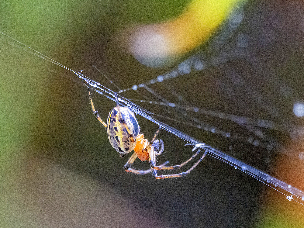 An adult spider, Alpaida veniliae, in its web within the Pacaya Samiria Preserve, Peru.