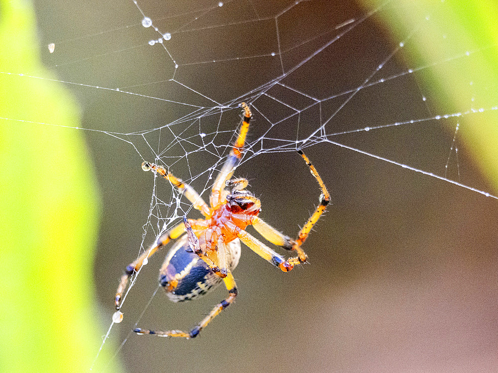 An adult spider, Alpaida veniliae, in its web within the Pacaya Samiria Preserve, Peru.