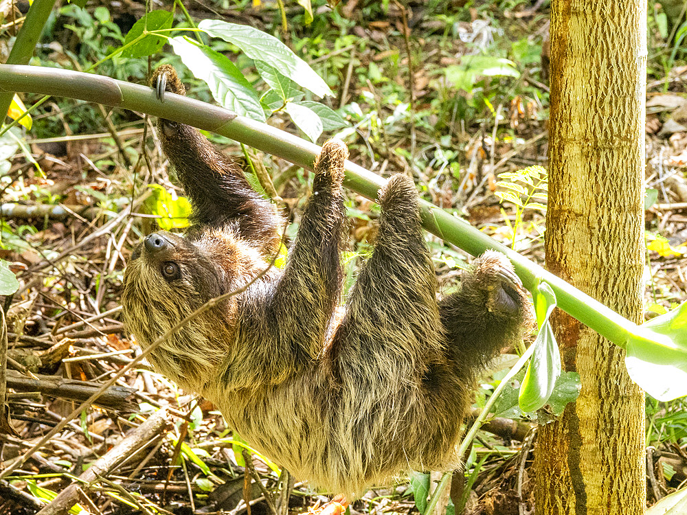 An adult Linnaeus's two-toed sloth, Choloepus didactylus, climbing a tree within the Pacaya Samiria Preserve, Peru.