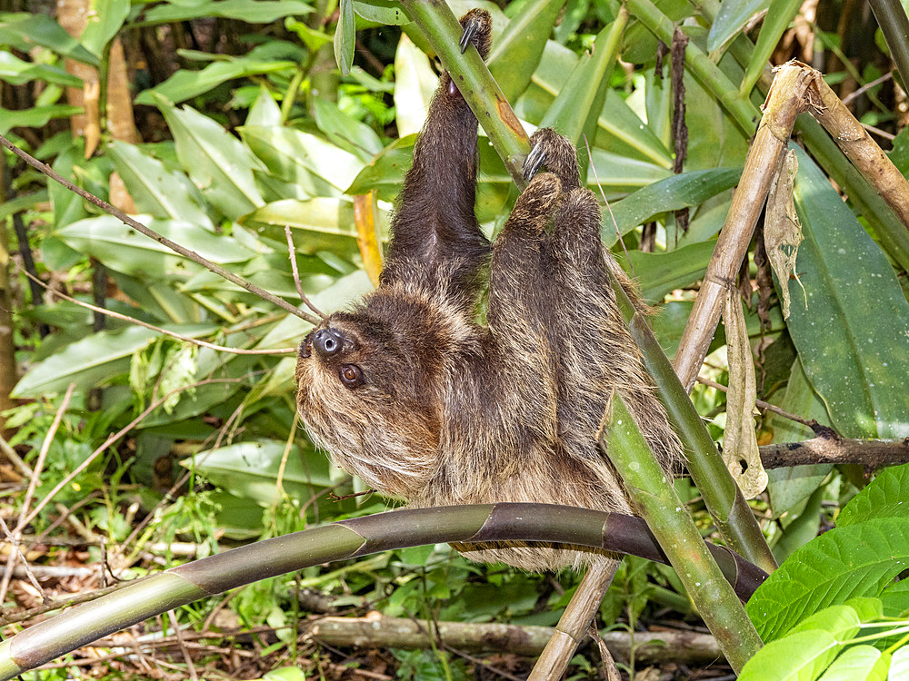 An adult Linnaeus's two-toed sloth, Choloepus didactylus, climbing a tree within the Pacaya Samiria Preserve, Peru.