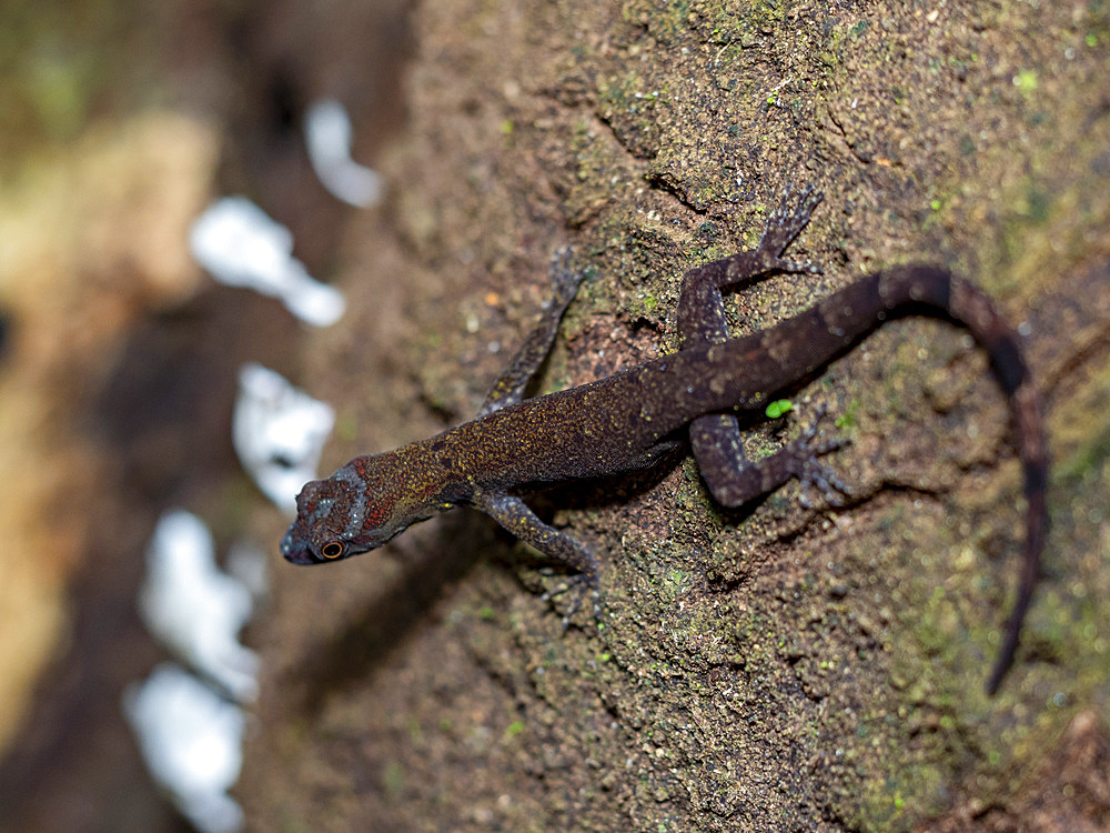 An adult bridled forest gecko, Gonatodes humeralis, climbing a tree within the Pacaya Samiria Preserve, Peru.