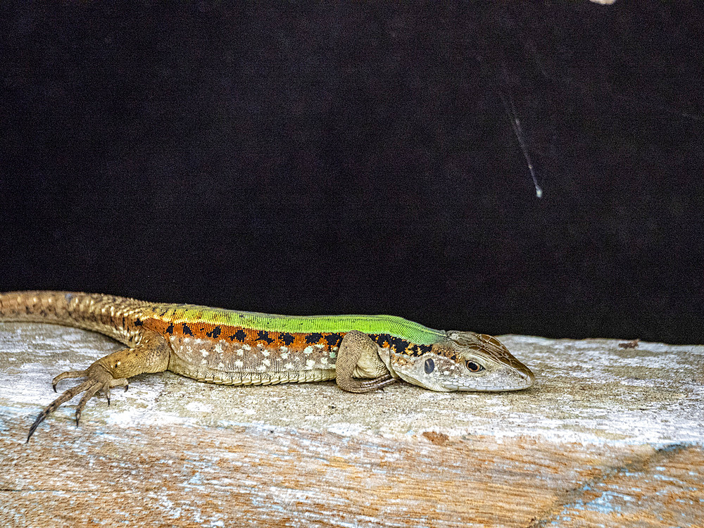 An adult forest whiptail, Kentropyx pelviceps, basking on a ledge within the Pacaya Samiria Preserve, Peru.