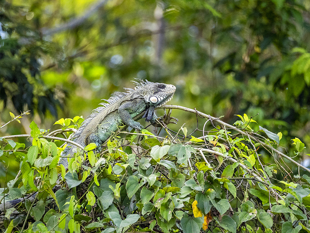 An adult green Iguana, Iguana iguana, basking in a tree within the Pacaya Samiria Preserve, Peru.