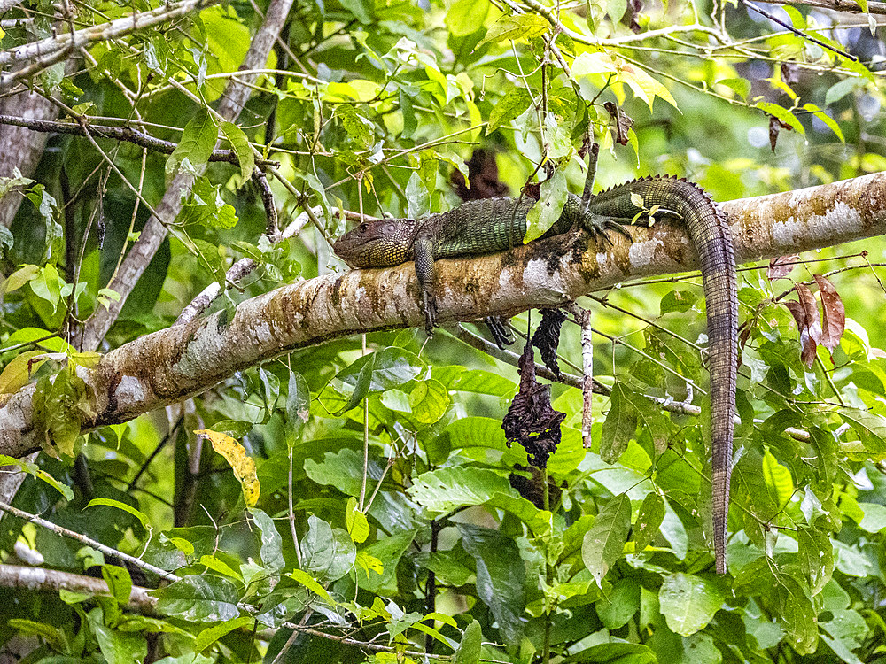 An adult northern caiman lizard, Dracaena guianensis, basking in a tree within the Pacaya Samiria Preserve, Peru.
