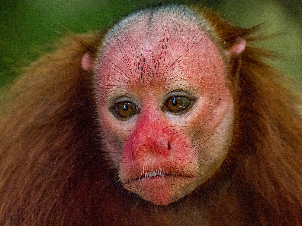 An adult captive bald uakari, Cacajao calvus, close up within the Amazon Rescue Center, Iquitos, Peru.