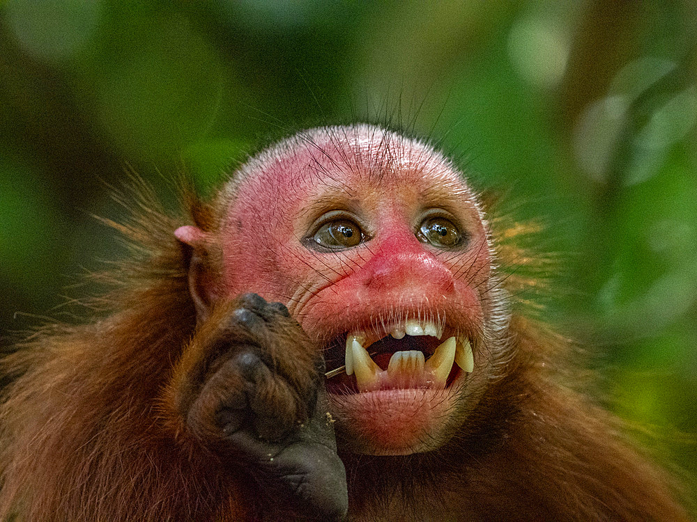 An adult captive bald uakari, Cacajao calvus, close up within the Amazon Rescue Center, Iquitos, Peru.