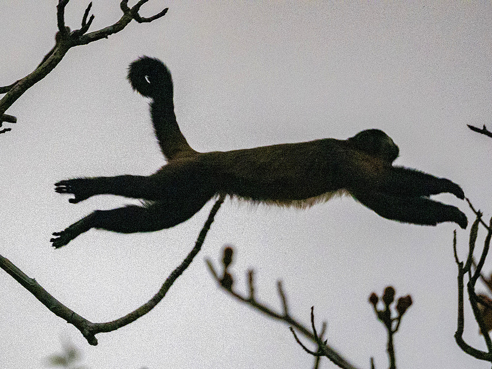 An adult brown capuchin monkey, Sapajus apella, leaping in a tree within the Pacaya Samiria Preserve, Peru.