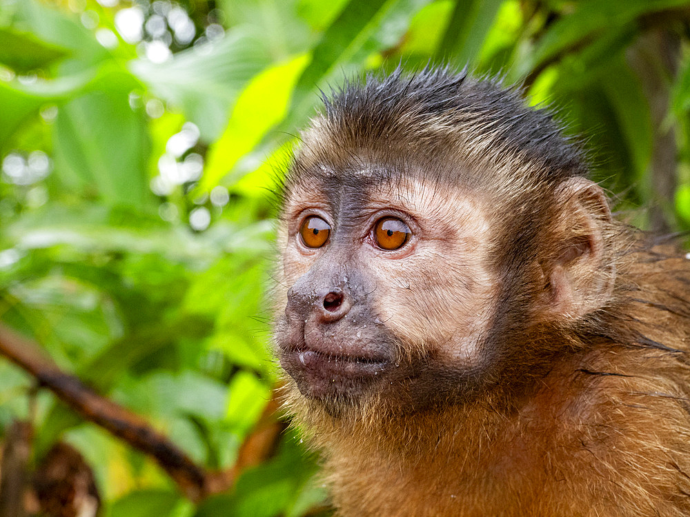 An adult captive brown capuchin monkey, Sapajus apella, climbing in a tree within the Pacaya Samiria Preserve, Peru.
