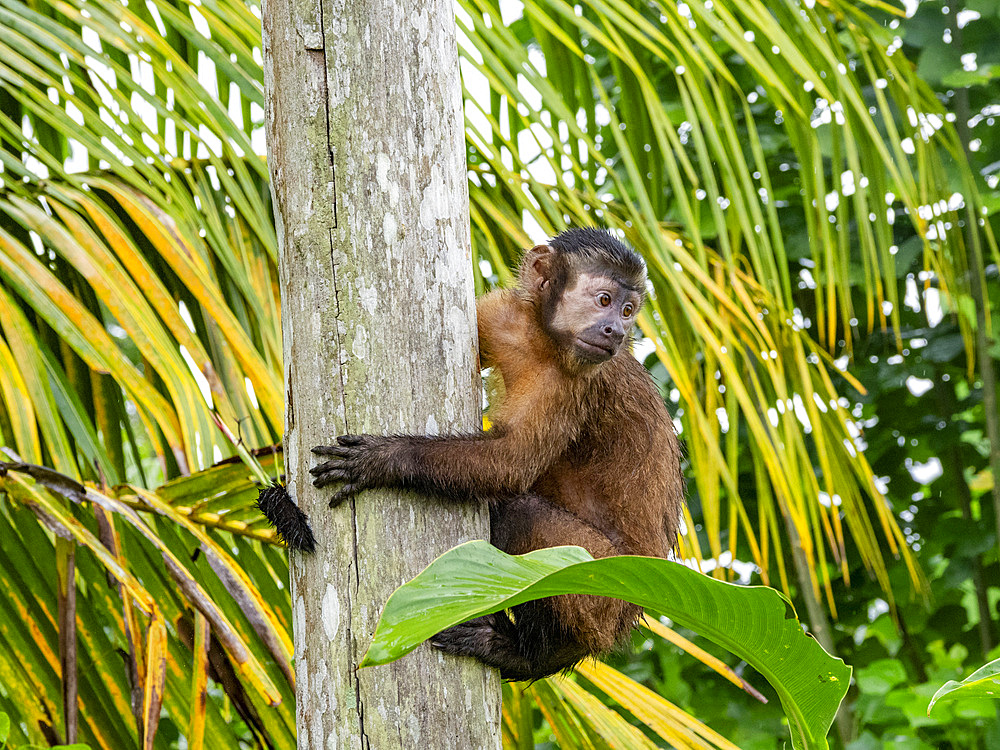 An adult captive brown capuchin monkey, Sapajus apella, climbing in a tree within the Pacaya Samiria Preserve, Peru.