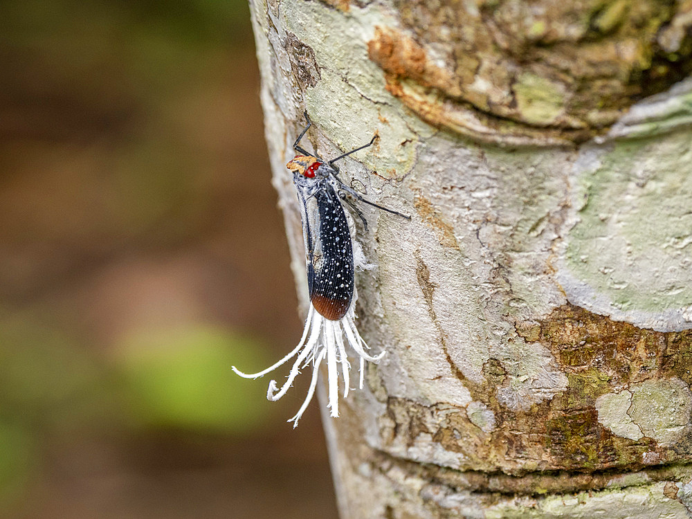 An adult red-eyed planthopper, Lystra lanata, on a tree within the Pacaya Samiria Preserve, Peru.