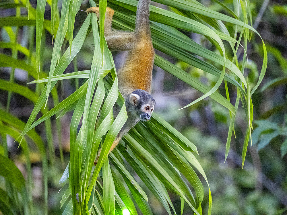 An adult common squirrel monkey, Saimiri sciureus, climbing in a tree within the Pacaya Samiria Preserve, Peru.