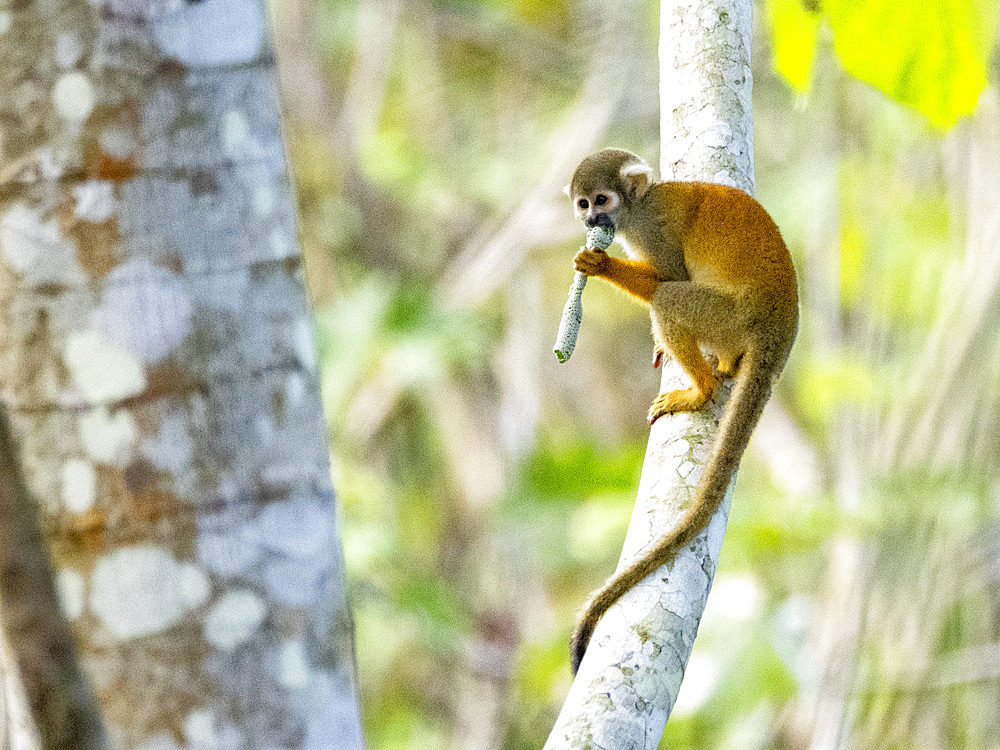 An adult common squirrel monkey, Saimiri sciureus, climbing in a tree within the Pacaya Samiria Preserve, Peru.