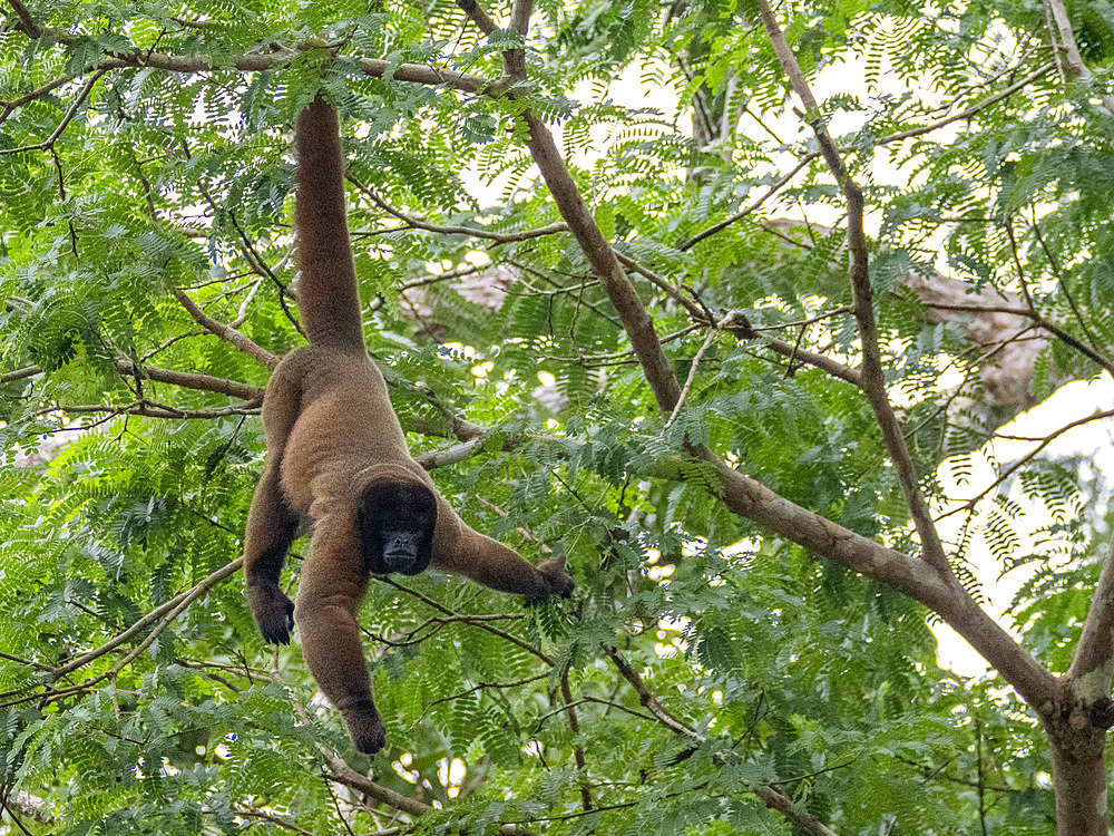 An adult common woolly monkey, Lagothrix lagothricha, climbing in a tree within the Pacaya Samiria Preserve, Peru.
